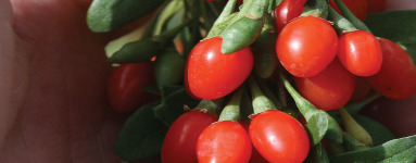 Goji jagode (Lycium barbarum)